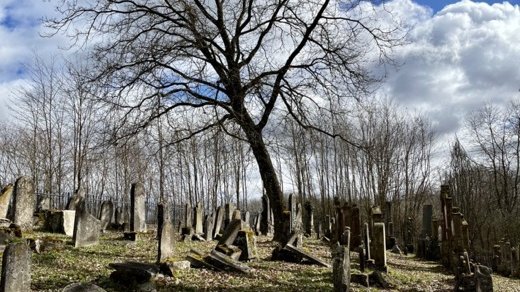 Jüdischer Friedhof Ichenhausen - Gräber und blattlose Birke 
