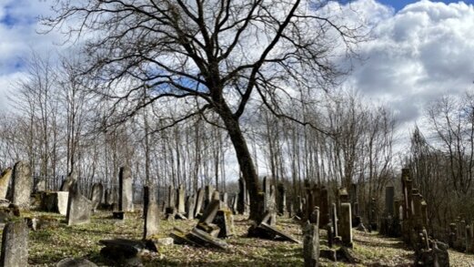 Jüdischer Friedhof Ichenhausen - Gräber und blattlose Birke 